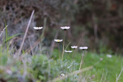 Close-up of flowers blooming on field