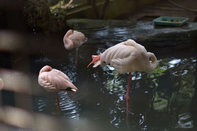 View of ducks swimming in lake