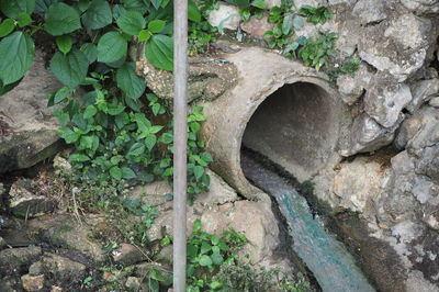 Plants growing by stream