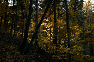 Trees in forest during autumn