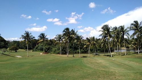 Scenic view of trees on landscape against sky