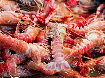 Close-up of red chili peppers