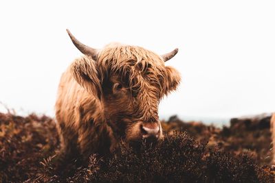 Highland cattle standing on land