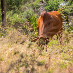 Horse on field