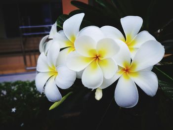 Close-up of frangipani blooming outdoors