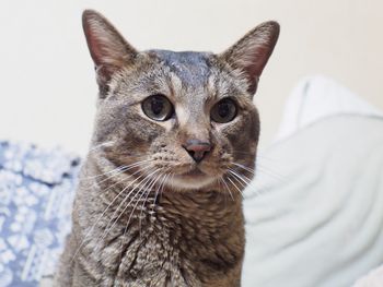 Close-up portrait of cat