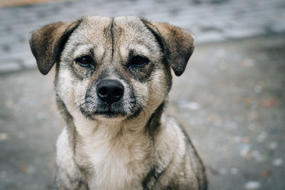 Close-up portrait of dog