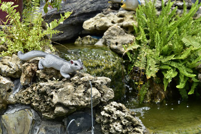 View of turtle on rock