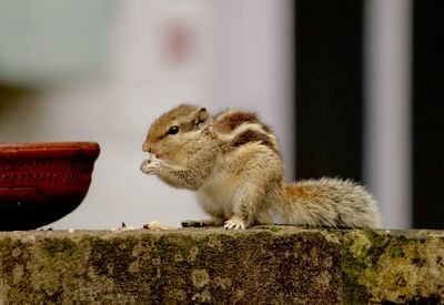 Close-up of squirrel