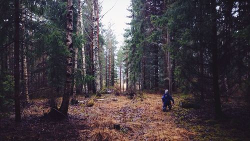 Silhouette of trees in forest