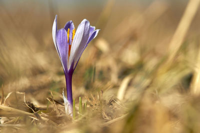 Close-up of purple crocus flower on field