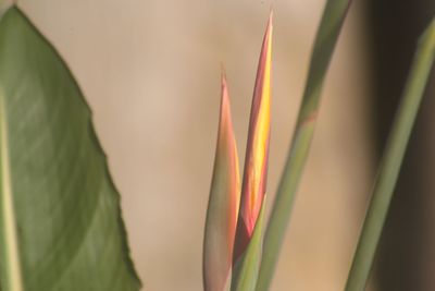 Close-up of multi colored plant