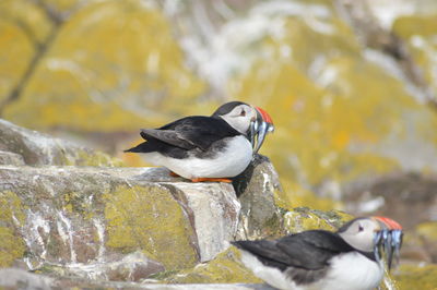 Close-up of bird puffin, perching on rock