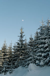 Snow covered pine trees against moon and clear sky