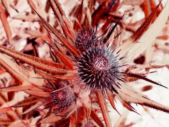 Close-up of flower plant