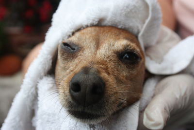 Canine grooming of a brown pinscher puppy dog in an orange tub