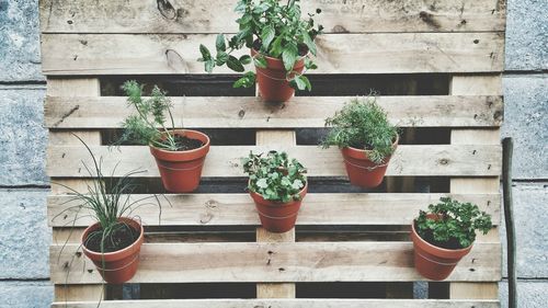 Potted plant on wall