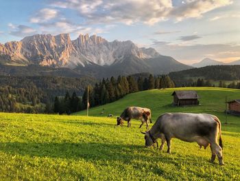 Dolomites view and cattle grazing 