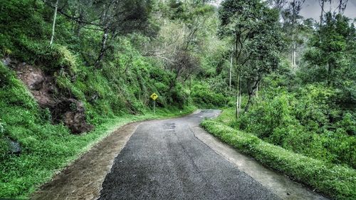 Road amidst trees in forest