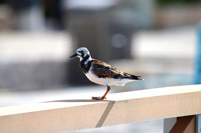 Close-up of bird perching on retaining wall