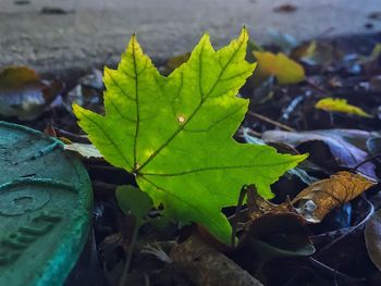 Close-up of wet maple leaves on plant