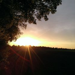 Sun shining through trees