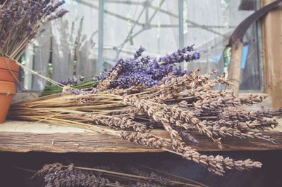 Dried and fresh lavenders on table by window