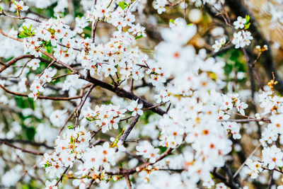 Close-up of cherry blossom