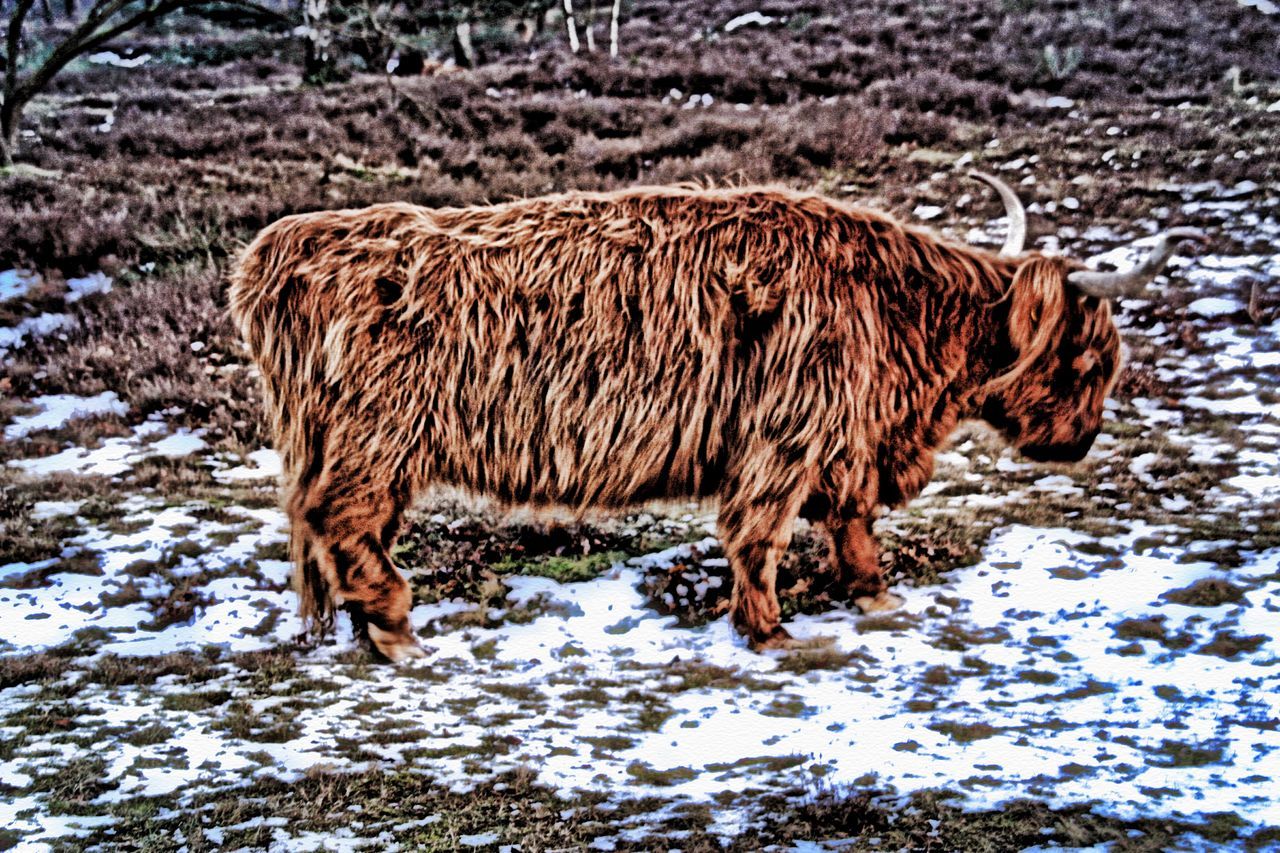 animal themes, mammal, snow, winter, animals in the wild, cold temperature, wildlife, field, standing, nature, season, water, forest, one animal, livestock, horned, side view, full length, domestic animals, day