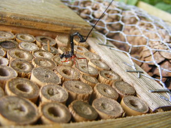 Close-up of bee on stone wall