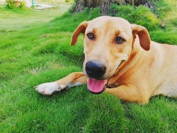 Portrait of dog relaxing on field