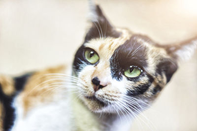 Close-up portrait of a cat