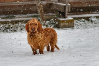 Dog on snow covered land