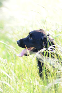 Dog in grass