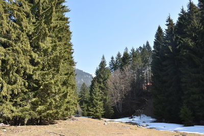 Pine trees in forest against clear sky