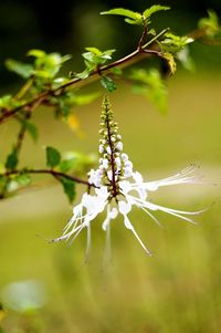 Close-up of flower tree