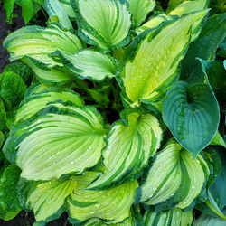 A hosta flower with green leaves grows in a flower bed in the city garden