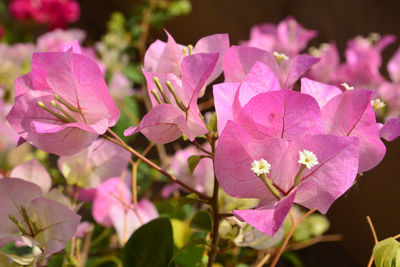 Close-up of pink flowering plant