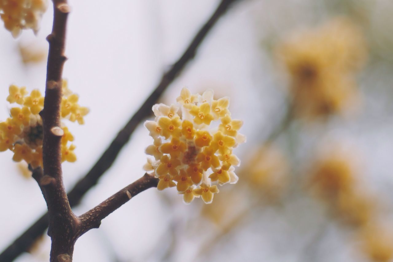 focus on foreground, flower, yellow, close-up, selective focus, growth, freshness, fragility, nature, beauty in nature, branch, petal, season, tree, day, outdoors, no people, plant, twig, blooming