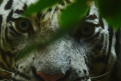 Close-up portrait of white tiger