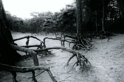 Trees in forest