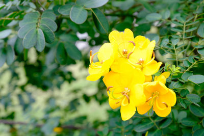 Close-up of yellow flower