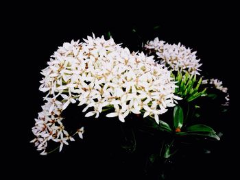 Close-up of flowers blooming against black background