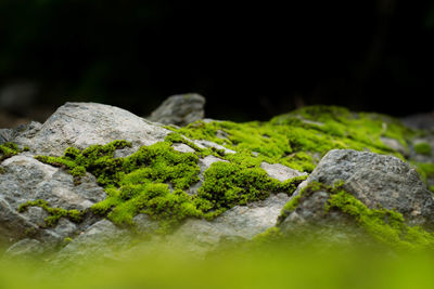 Close-up of moss on rock