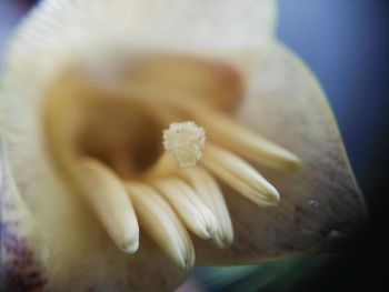 Close-up of flower