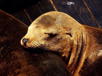 Side view of a sleeping sea lion