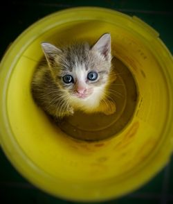 High angle portrait of a cat