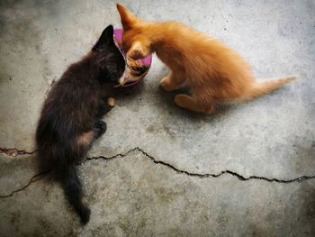 Cat sitting in a car
