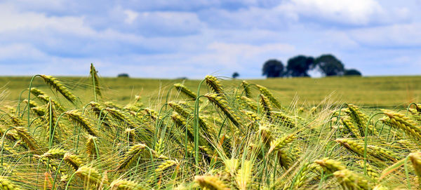 Crops growing on field against sky