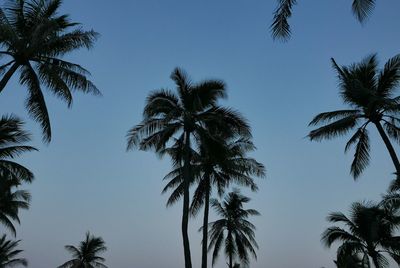 Low angle view of palm trees